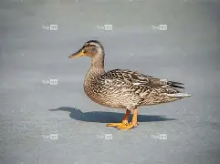 爱游戏-0€淵